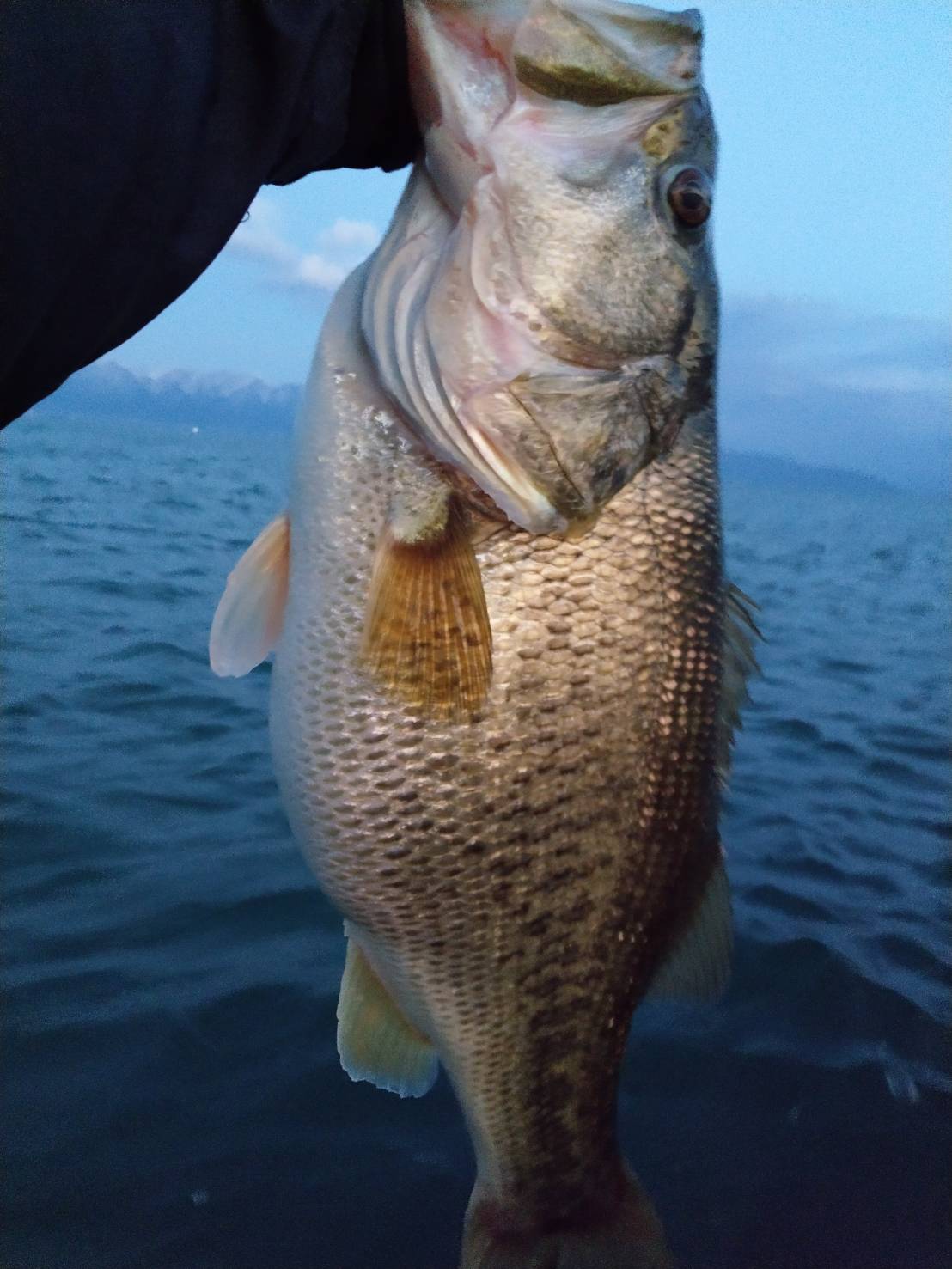 琵琶湖メガミキで釣った4キロフィッシュ画像