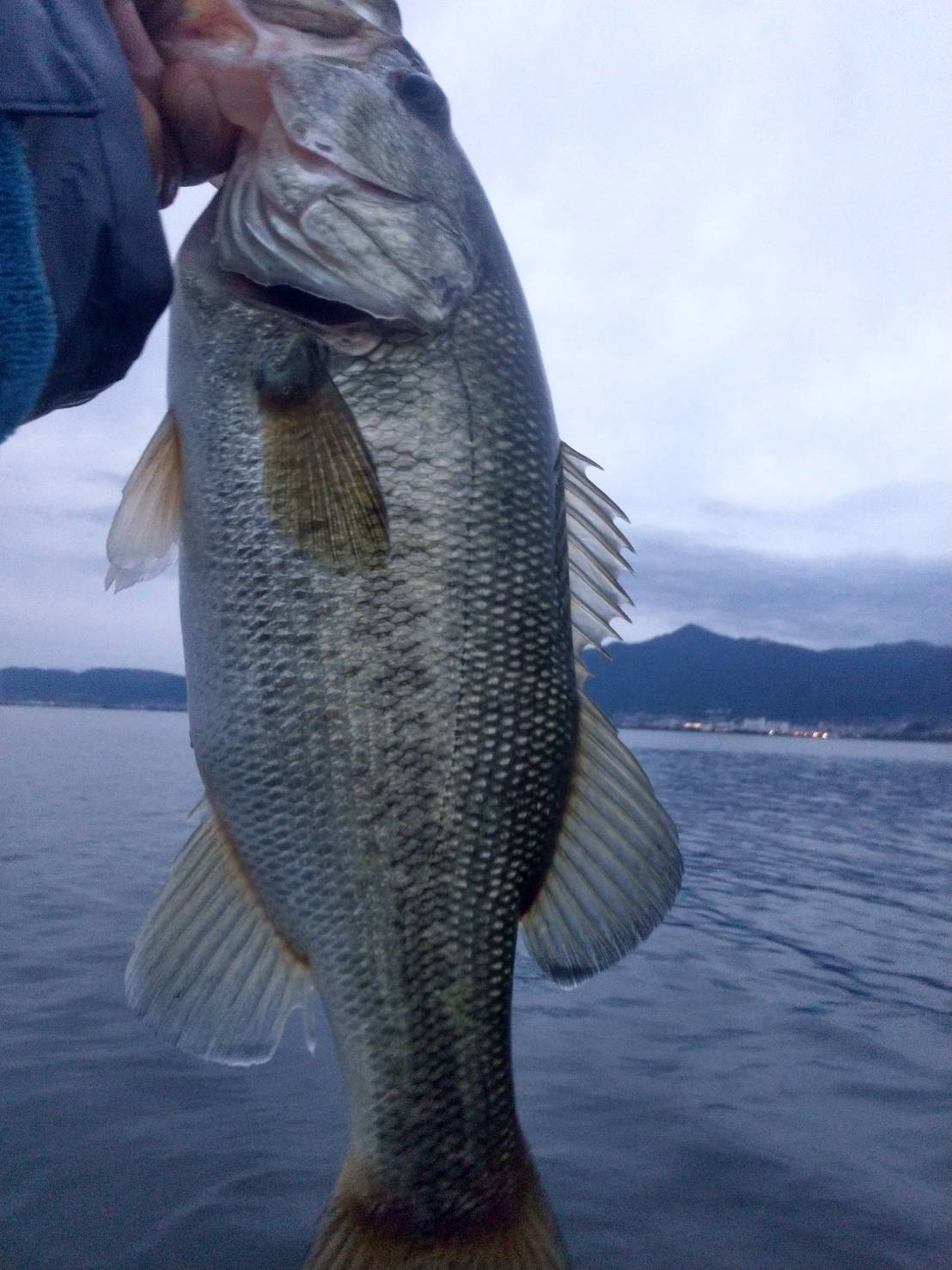 琵琶湖ノーシンカーで釣った40アップ