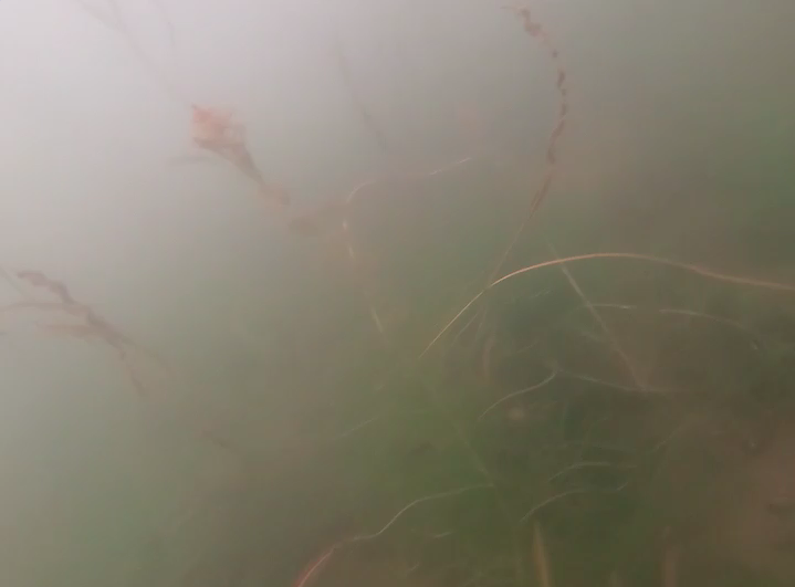 琵琶湖に生えるトロロ藻