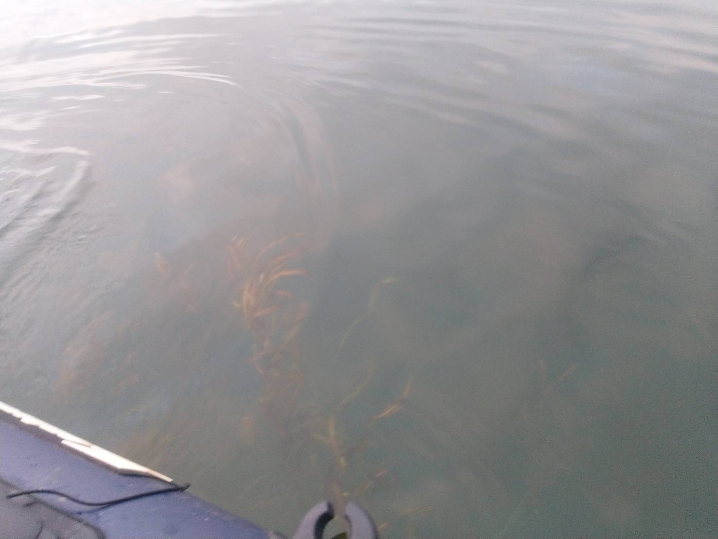 琵琶湖南湖で水面近くまで伸びるエビモ