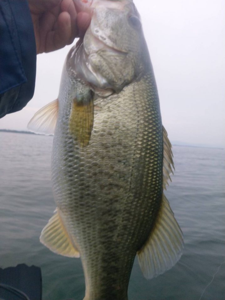 琵琶湖ミノーで釣った40アップ